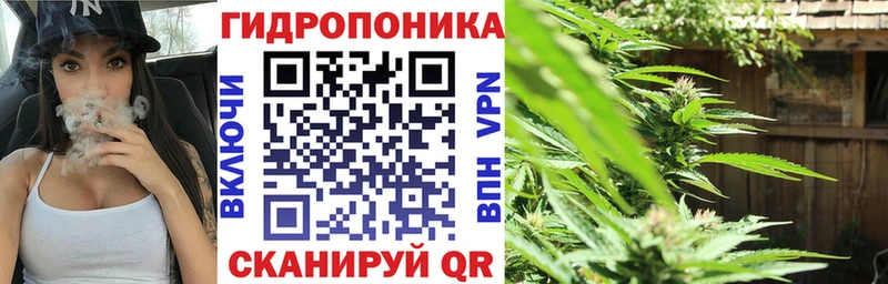 Конопля сатива  Кондрово 
